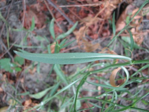 Southern Salt Marsh Aster (Aster divaricatus)