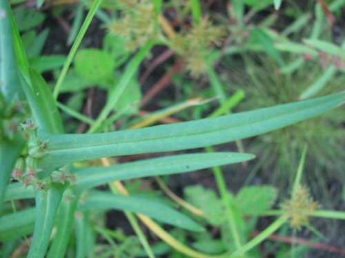 Stout Toothcup (Ammannia robusta)