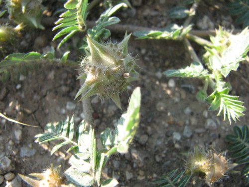 Spreading Puncture Vine (Tribulus terrestris)