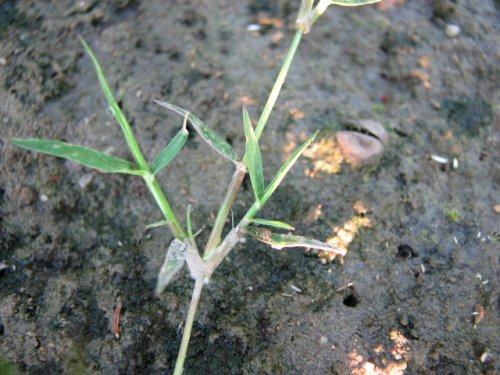 Creeping Love Grass (Neeragrostis reptans)