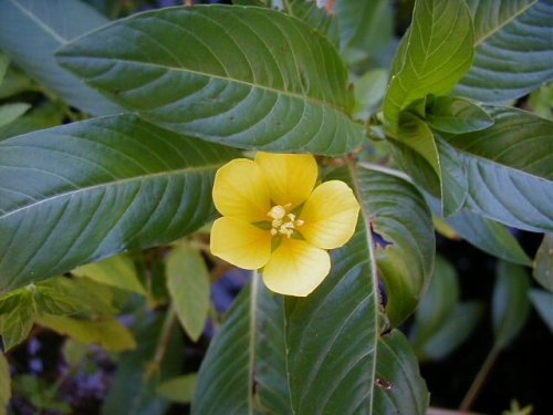 Water Primrose (Ludwigia peploides)