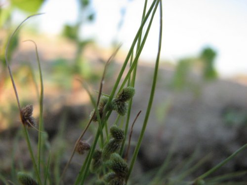 Small Flower Dwarf Bulrush (Lipocarpha micrantha)