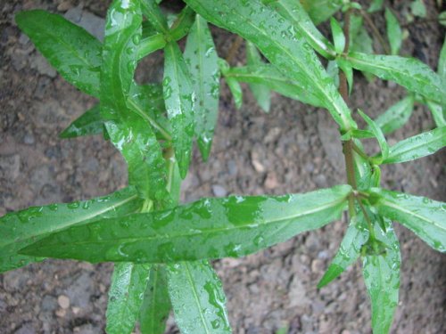 False Daisy (Eclipta prostrata)