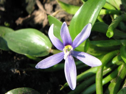 Blue Mud Plantain (Heteranthera limosa)