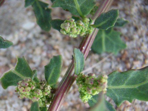 Oak Leaf Goosefoot (Chenopodium glaucum)