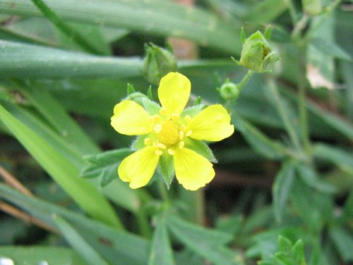 Silver Cinquefoil (Potentilla argentea)