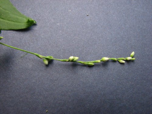 Dotted Smartweed (Persicaria punctata)