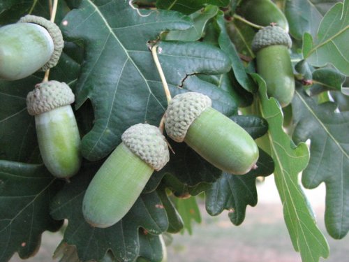 English Oak (Quercus robur)