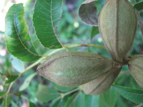 Pecan (Carya illinoinensis)