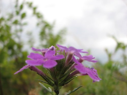 Dakota Verbena (Glandularia bipinnatifida)