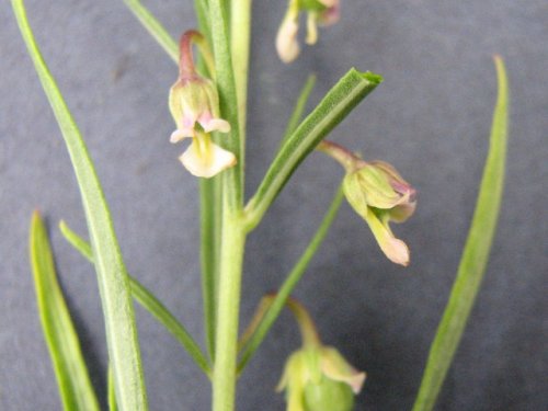 Nodding Green Violet (Hybanthus verticillatus)