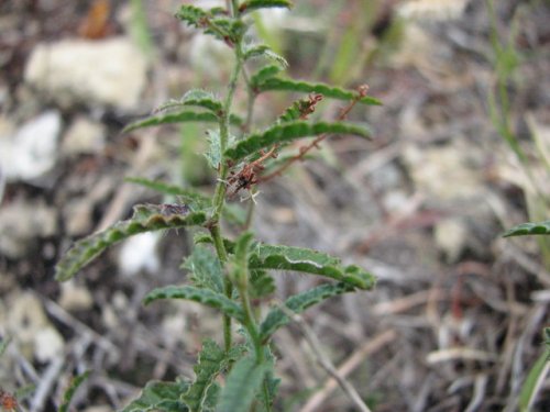 Catnip Noseburn (Tragia ramosa)