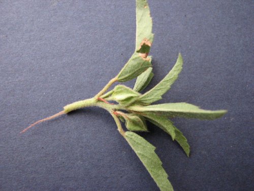 Rough False Mallow (Malvastrum hispidum)