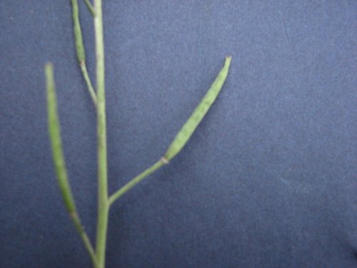 Annual Wall Rocket (Diplotaxis muralis)