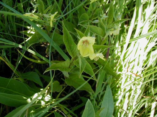 Fringed Loosestrife (Lysimachia ciliata)