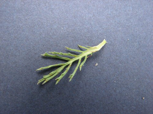 Fetid Prairie Marigold (Dyssodia papposa)