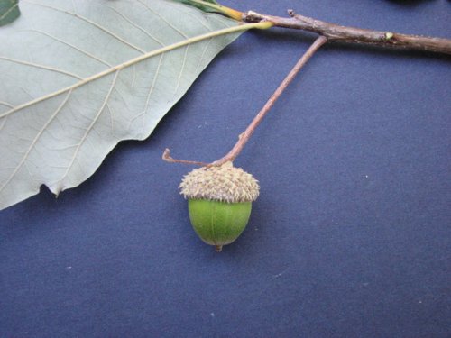 Swamp White Oak (Quercus bicolor)