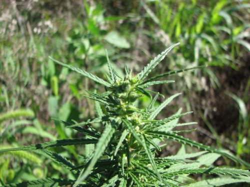 Hemp (Cannabis sativa)