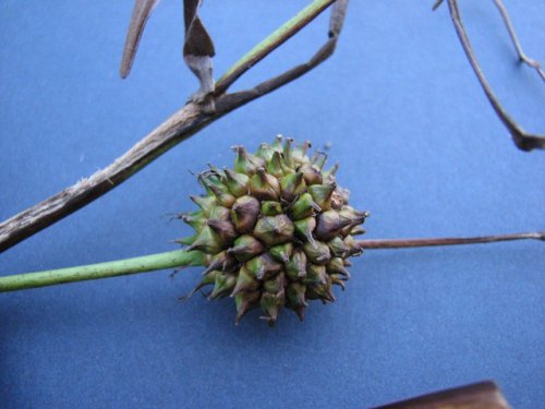 Giant Bur Reed (Sparganium eurycarpum)