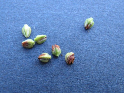 Bushy Knotweed (Polygonum ramosissimum)