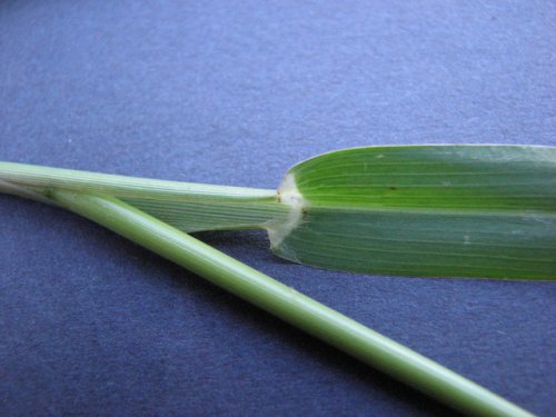 Witchgrass (Panicum dichotomiflorum)