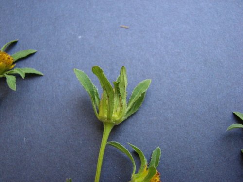 Devil's Beggarticks (Bidens frondosa)