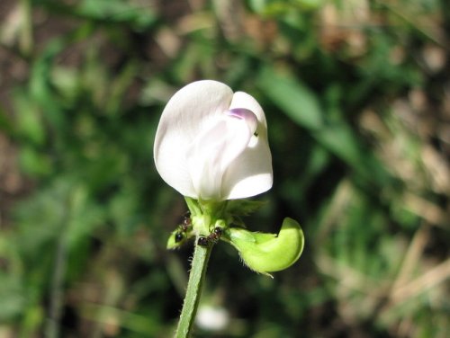 Slick Side Wild Bean (Strophostyles leiosperma)