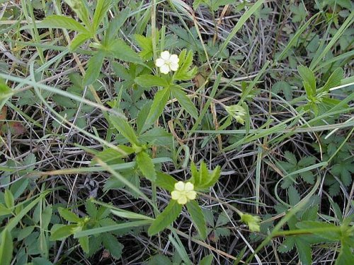 Common Cinquefoil (Potentilla simplex)