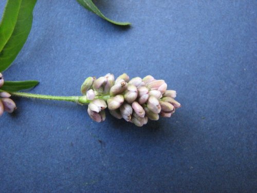 Pink Smart Weed (Persicaria bicornis)