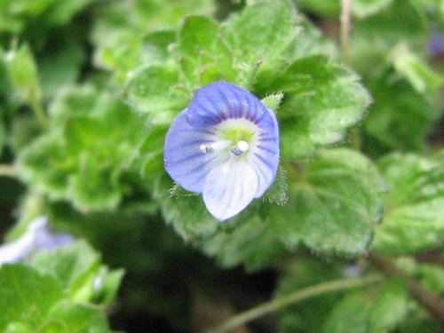 Winter Speedwell (Veronica persica)