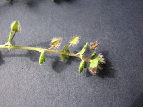 Ivyleaf Speedwell (Veronica hederifolia)