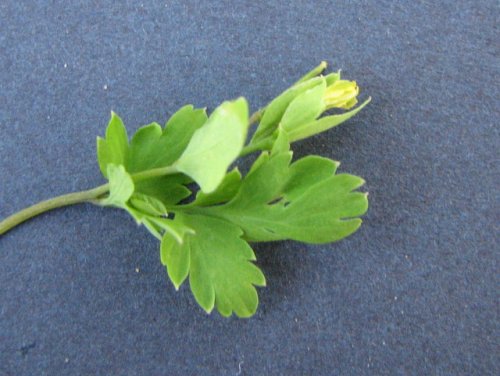 Pale Fumewort (Corydalis flavula)