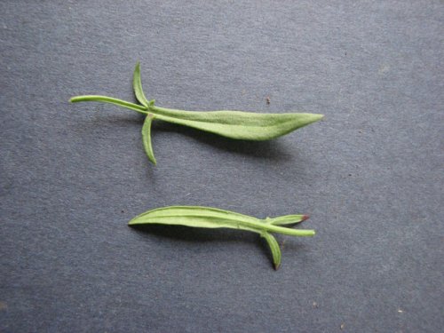 Sheep Sorrrel (Rumex acetosella)