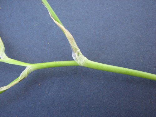 Star of Bethlehem (Ornithogalum umbellatum)