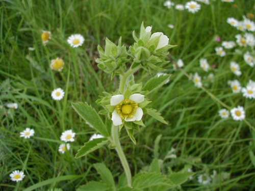 Tall Cinquefoil (Potentilla arguta)