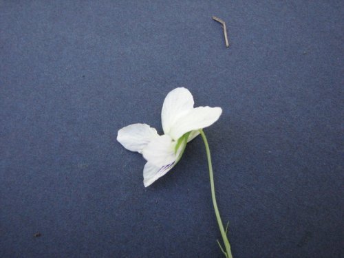 Striped Cream Violet (Viola striata)