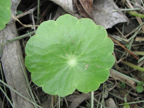 Floating Pennyroyal (Hydrocotyle ranunculoides)