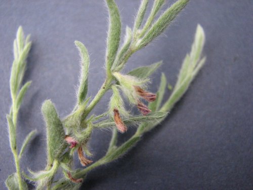 silver wild morningglory (Evolvulus nuttallianus)