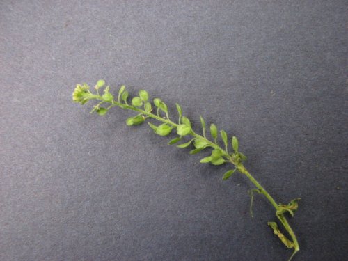 Veiny Pepperweed (Lepidium oblongum)