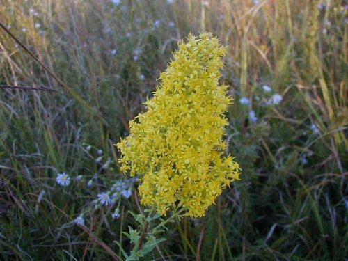 Showywand Goldenrod (Solidago speciosa)