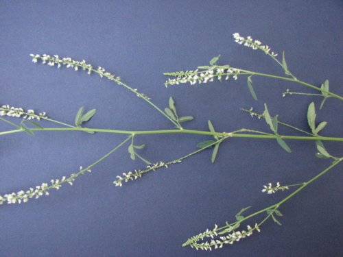 White Sweet Clover (Melilotus albus)