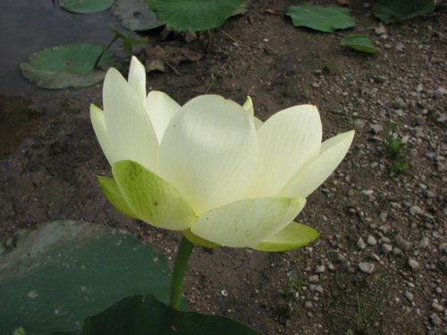 American Lotus (Nelumbo lutea)