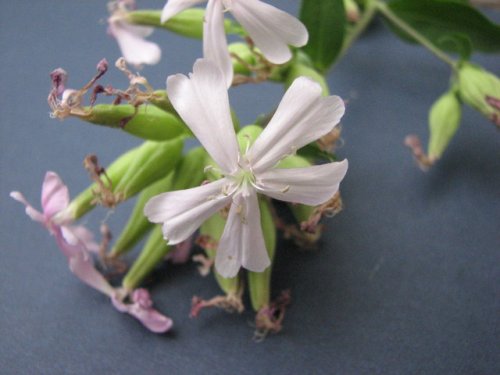 Bouncingbet (Saponaria officinalis)