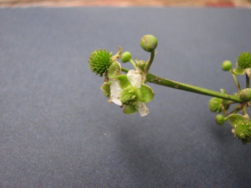 Upright Burhead (Echinodorus berteroi)