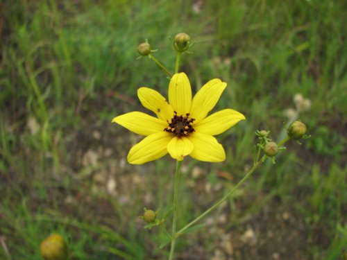 Tall Coreopsis (Coreopsis tripteris)