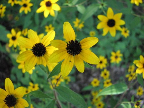 Brown-eyed Susan (Rudbeckia triloba)