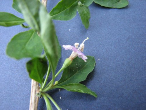 Matrimony Vine (Lycium barbarum)