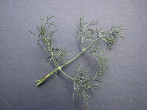 Dill (Anethum graveolens)