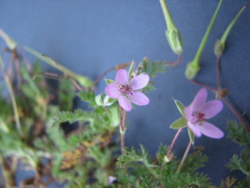 Red Stem Stork's Bill (Erodium cicutarium)