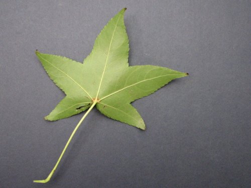 American Sweetgum (Liquidambar styraciflua)